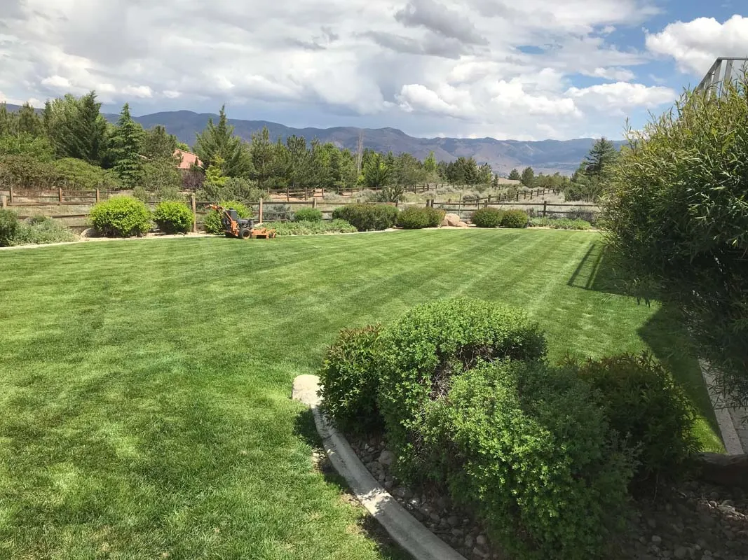 Mowed Lawn
